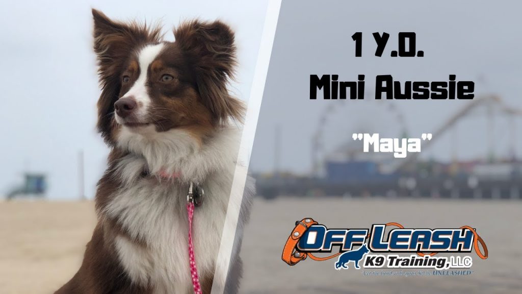 Off Leash K9 Training of Murrieta Dog Obedience Training & Behavior