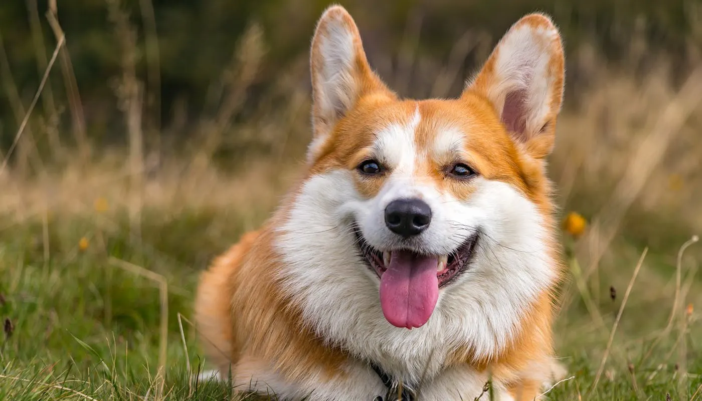 Unveiling the Enchanting World of Corgis: Intelligence, Charm, and Endearing Quirks
