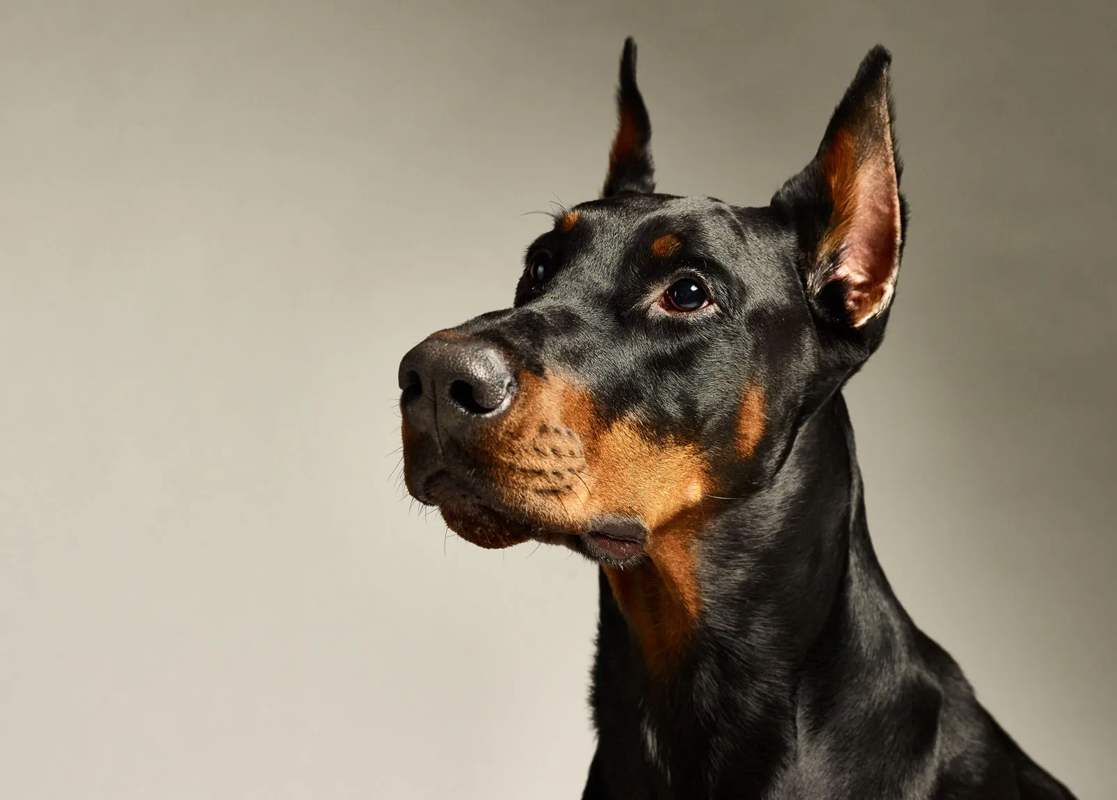 The Grace and Strength of Dobermans: Unveiling the Elegance and Power of a Loyal Companion