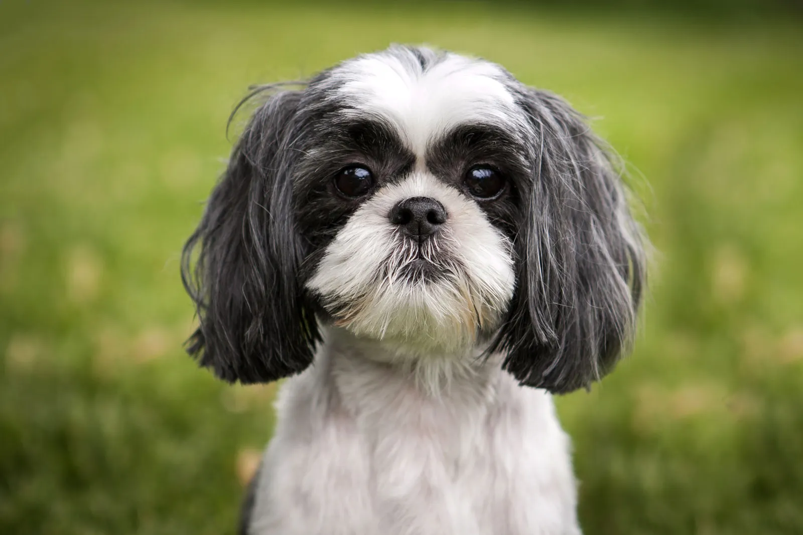 Unveiling the Majesty and Personality of Shih Tzus: A Regal Companion Breed