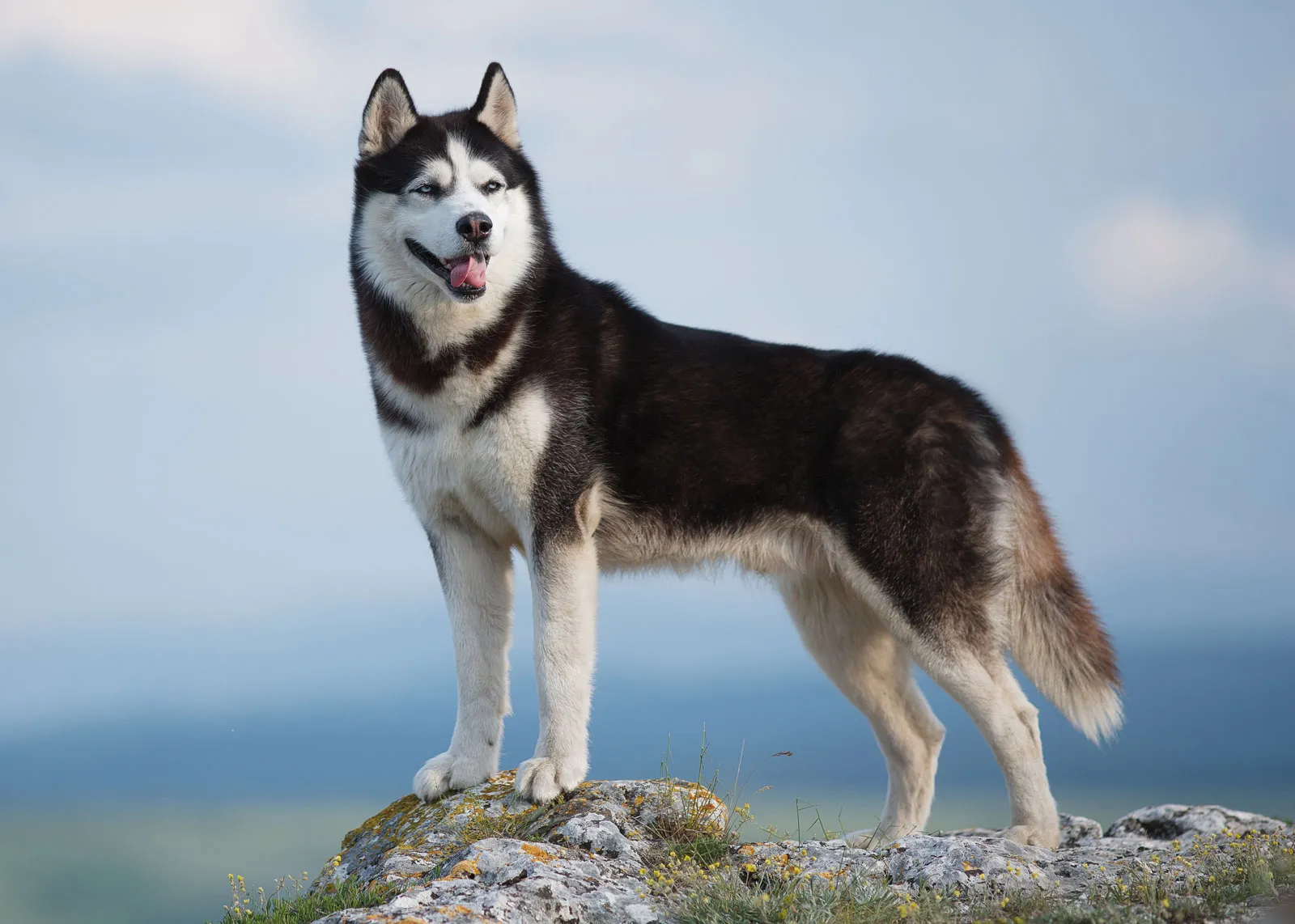Unraveling the Mystique of Siberian Huskies: A Comprehensive Guide to the Beloved Working Breed
