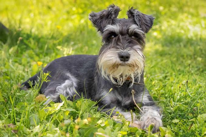 Exploring the Spirited World of Miniature Schnauzers: A Guide to Their Personality and Abilities