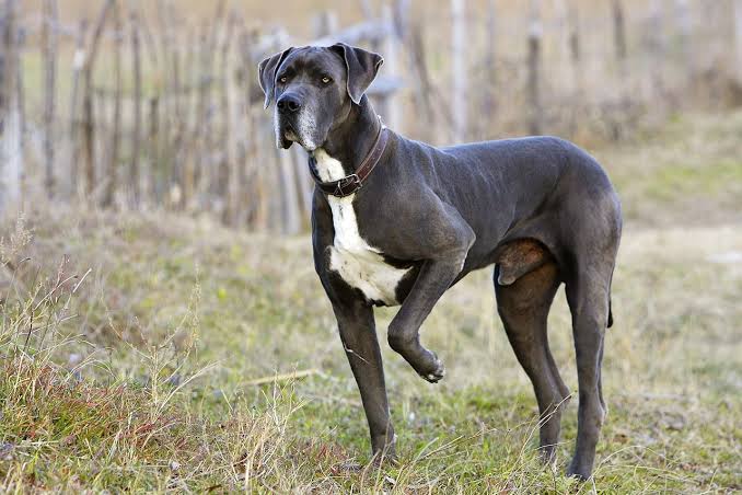 Living Large: A Complete Guide to Great Danes - The Gentle Giants of the Dog World