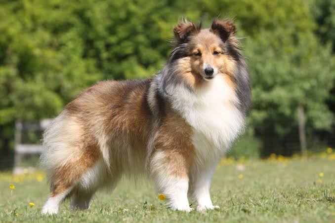 Unleashing the Brilliance and Bounce of Shetland Sheepdogs