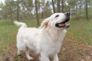 Happy Dog in Dog Training Murrieta Hot Springs CA