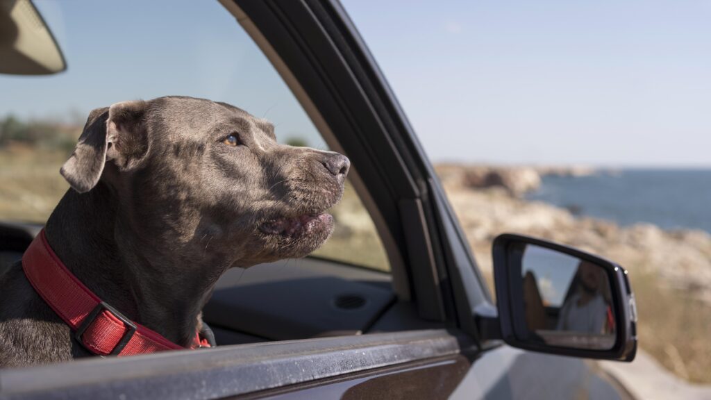 Tips for StressFree Trips with Your Furry Friend Off Leash K9