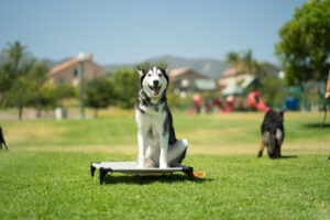 Essential Tips for Success in Dog Place Training
