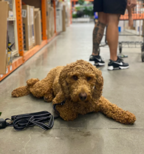 Reactive vs aggressive dog training in store aisle