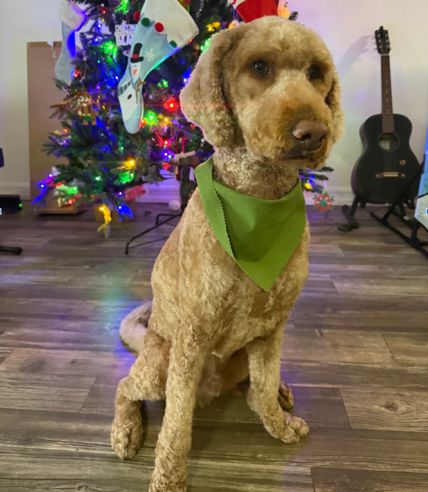 Labradoodie_Dog_Training_Murrieta