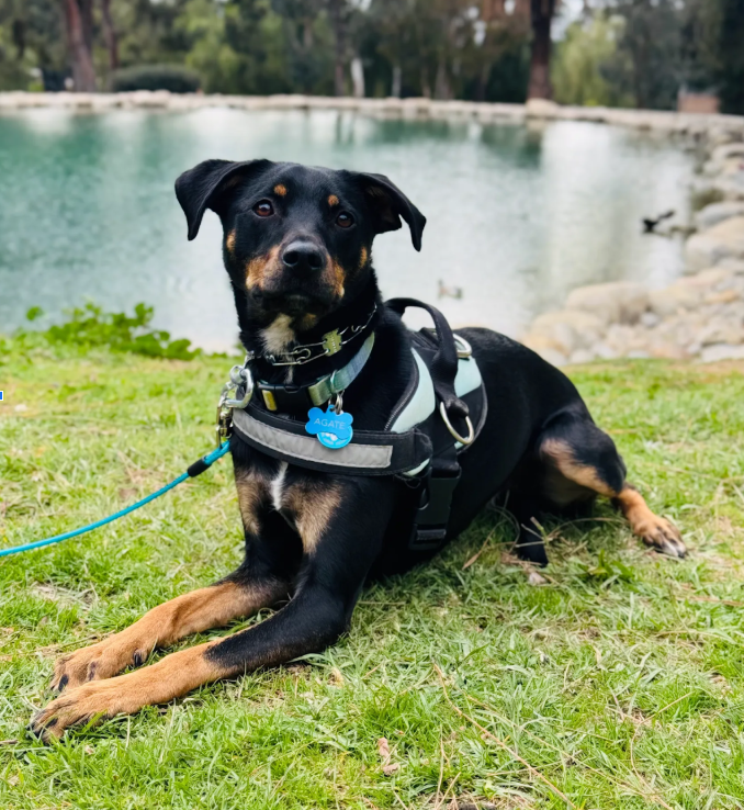 Labrador_Mix_Dog_Training_Murrieta