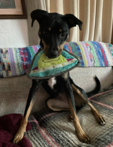 What is obedience training in dogs with toy-holding pup