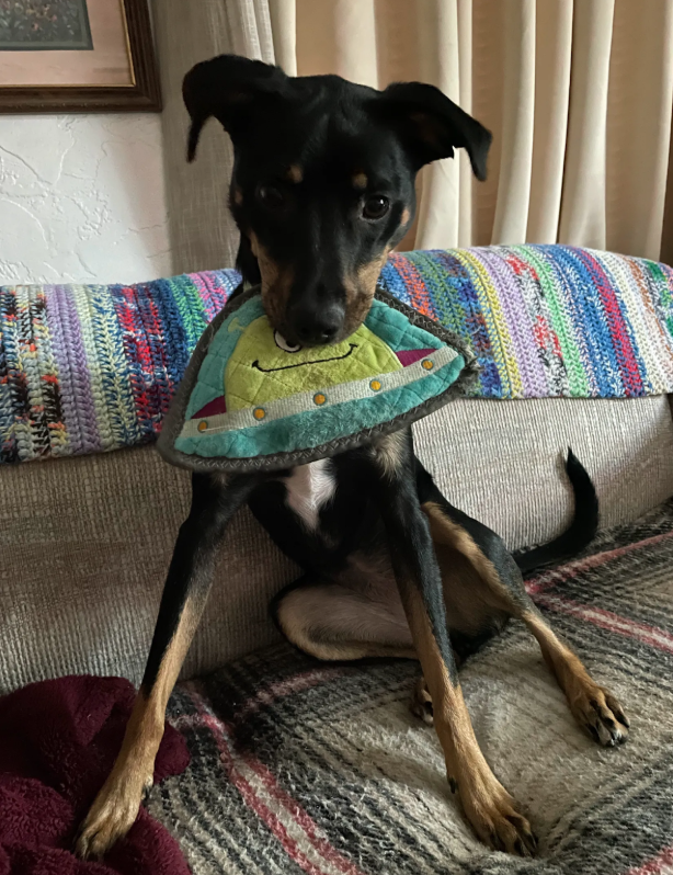 Labrador_Mix_Dog_Training_Murrieta