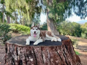 Can older dogs be trained on place command outdoors