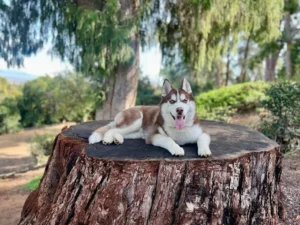 Dog training Glen Oak Hills CA with Husky obedience