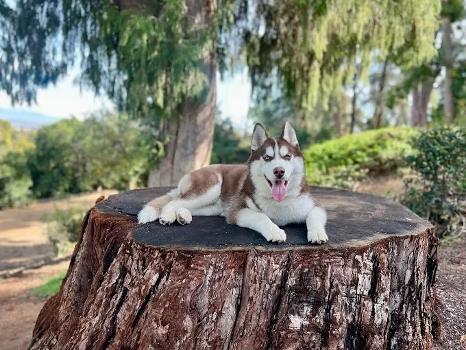 Dog training Glen Oak Hills CA with Husky obedience