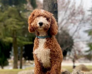 What is obedience training in dogs with attentive poodle
