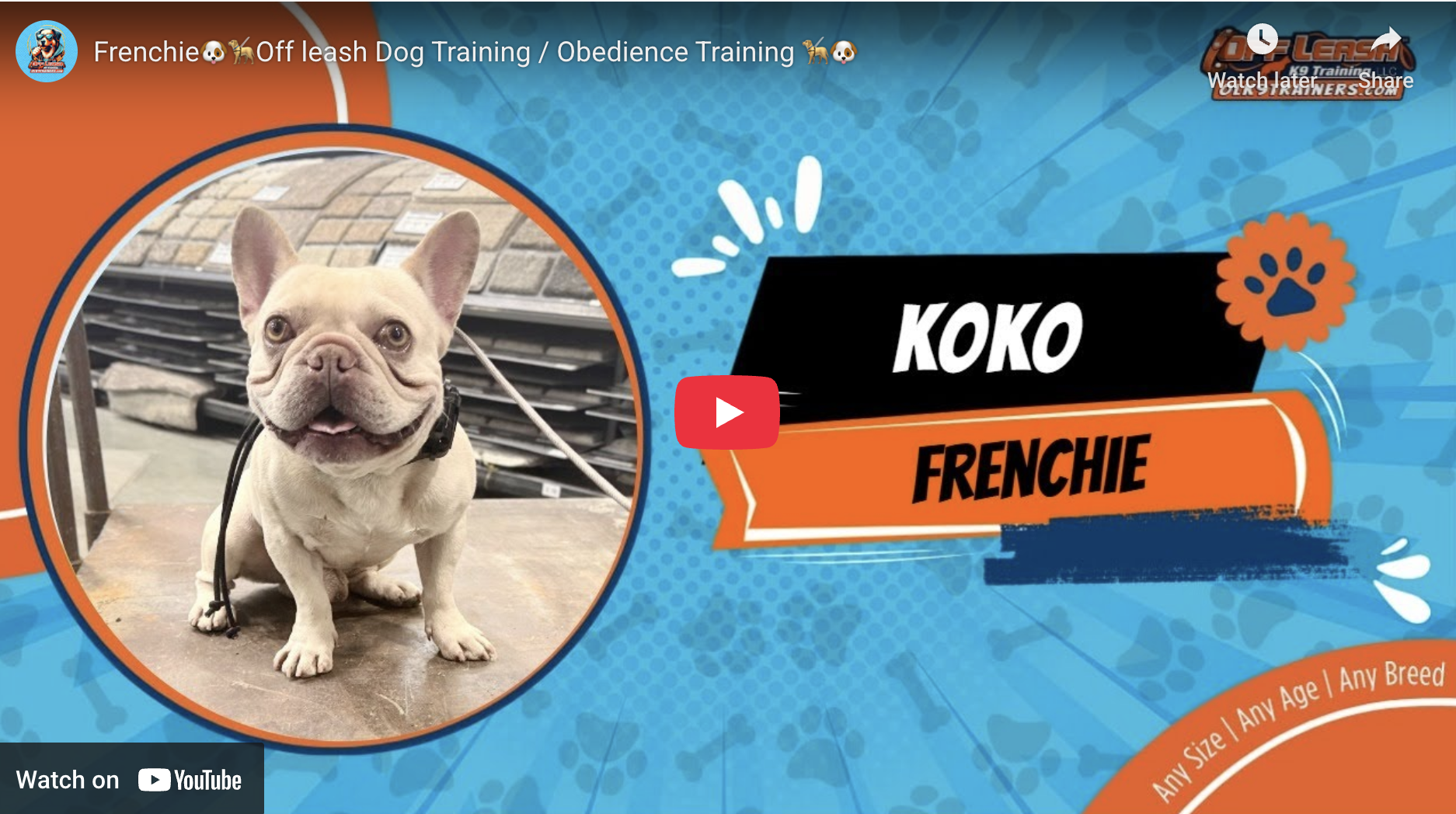 ALT Text: Koko the French Bulldog after completing a 3-Week Reactive Dog Program in Murrieta, CA Image Caption: Koko after training, showing calmer behavior, improved boundaries, and better impulse control