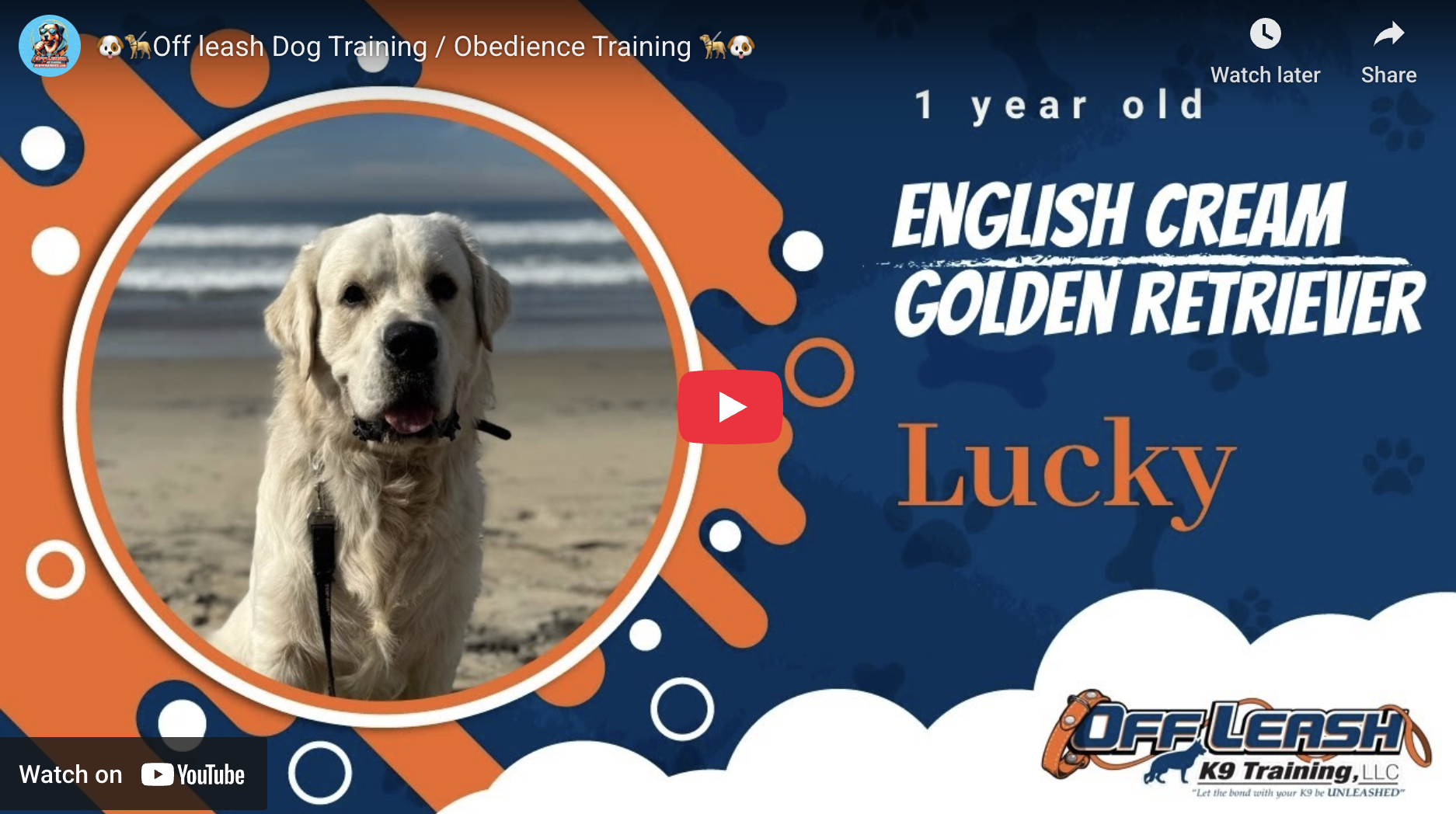 Lucky after 3-week off-leash training in Murrieta, CA (calm, polite, controlled)