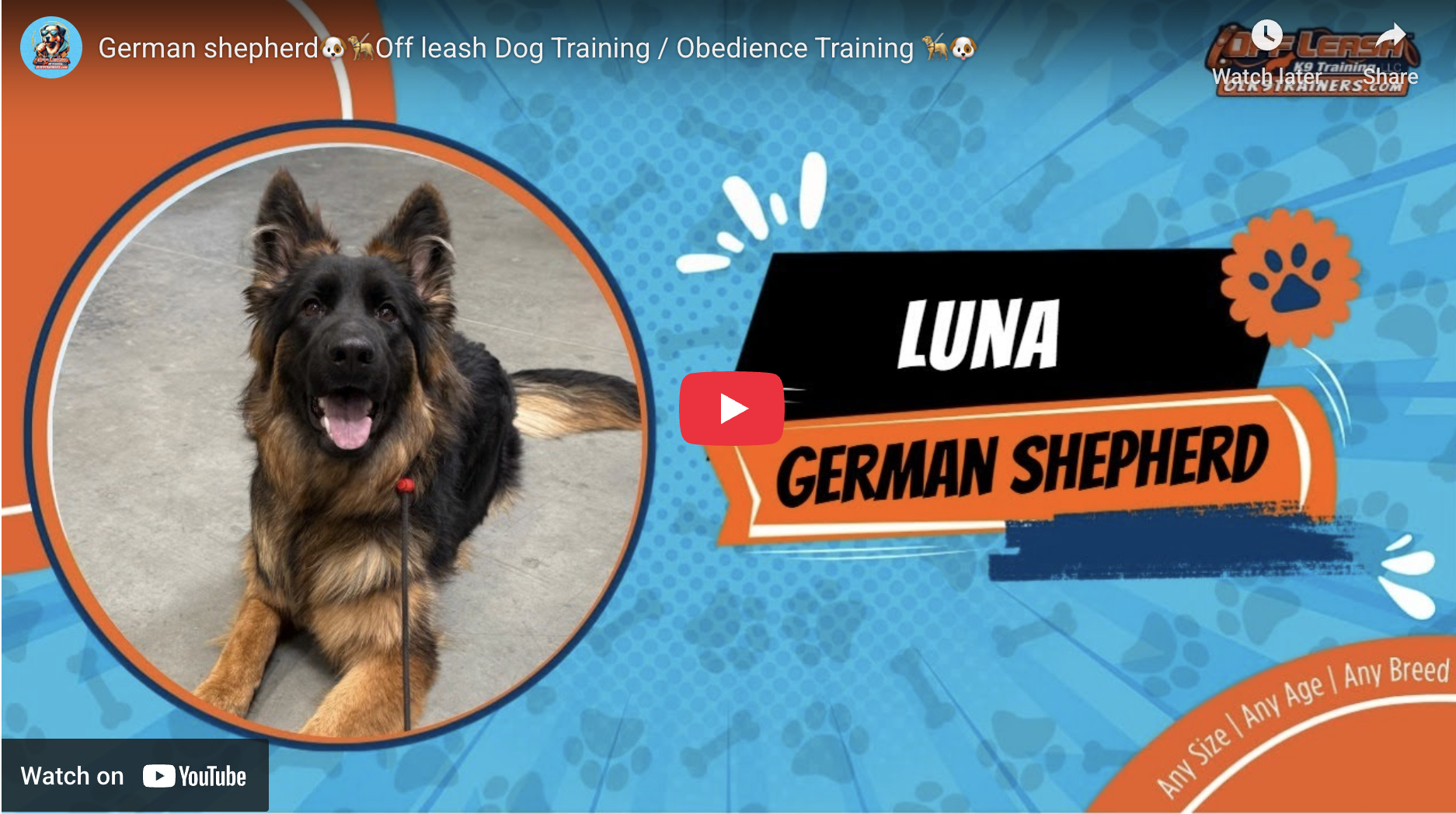 Luna the German Shepherd calmly holding position outdoors after 3-week reactive dog training in Murrieta, CA.