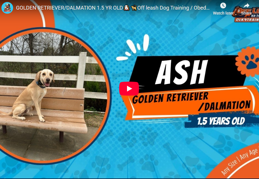 Ash the 1.5-year-old Dalmatian–Golden Retriever mix practicing calm obedience with Elaine in Murrieta, CA