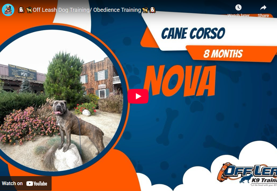 Nova the Cane Corso practicing calm obedience and reduced reactivity with Claudia in Murrieta, CA