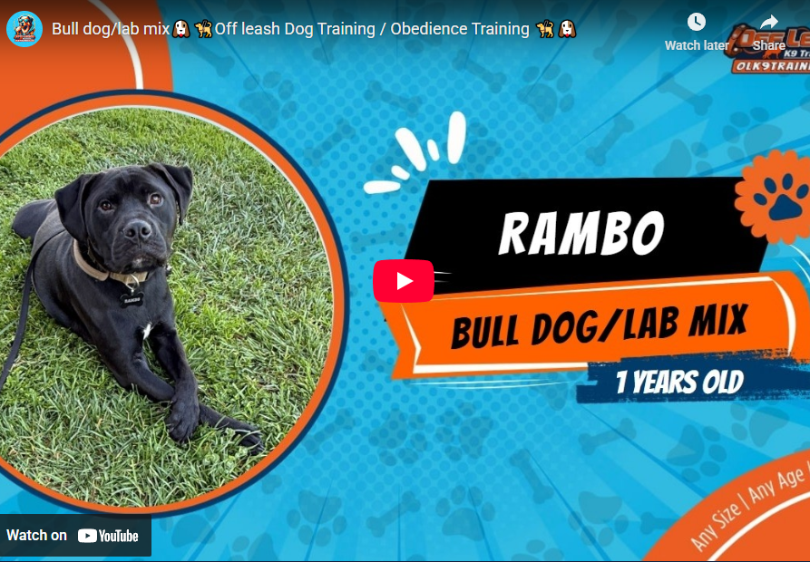 Rambo practicing calm leash manners and improved public behavior with Danielle in Murrieta, CA