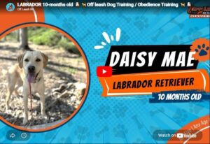 Daisy practicing better manners after dog training in Murrieta, CA.