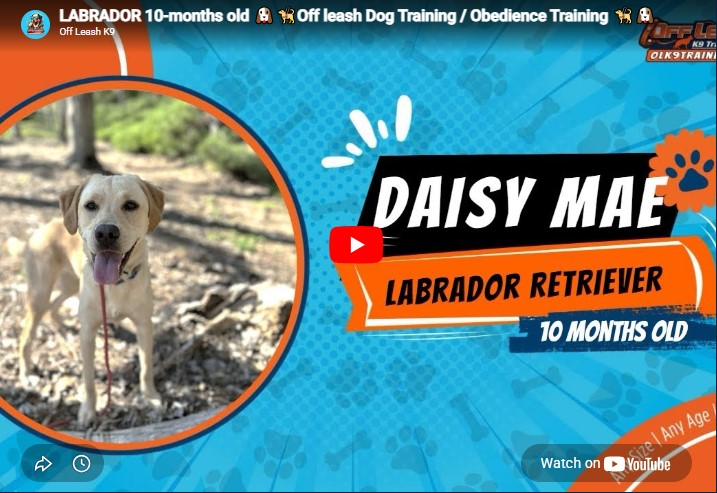 Daisy practicing better manners after dog training in Murrieta, CA.