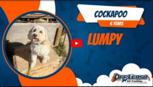 Lumpy the Cockapoo showing calmer outdoor behavior in Murrieta CA.