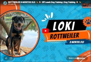 Loki practicing manners and obedience after dog training in Murrieta, CA.