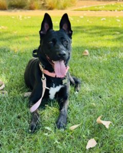 Dog training tips for black dog resting on grass