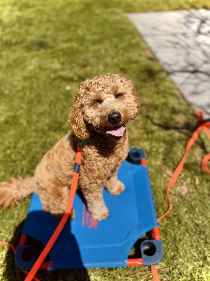 Reactive dog training with doodle on place cot