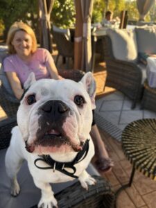 Home dog training with white French bulldog on patio
