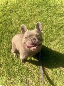 How to train a dog fast with French bulldog on leash