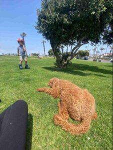 Home dog training with calm poodle at family park
