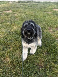 How to train a dog fast with leashed pup on grass

