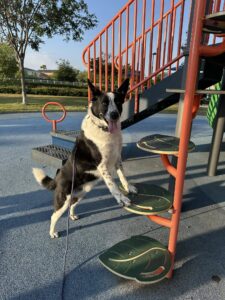 Reactive vs aggressive dog training at playground
