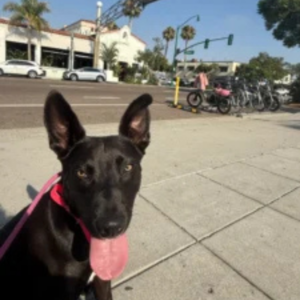 How to Stop Your Dog From Jumping on People Outside