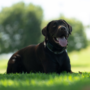 Can older dogs be trained with calm outdoor practice