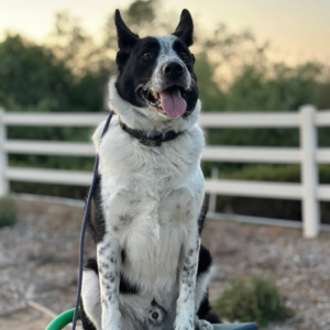 Can older dogs be trained with leash obedience