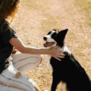 Can older dogs be trained by a calm handler