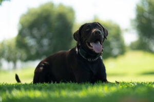 Reactive dog training for calm black dog at park
