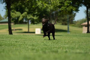 Reactive dog training for recall at the park

