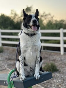 Reactive vs aggressive dog training on park bench