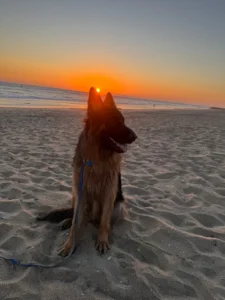 Koda, a 2-year-old German Shepherd, improved reactivity, obedience, and off-leash control in Murrieta, CA with Alex.