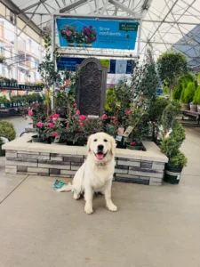 Finn, an 8-month-old English Cream Golden Retriever, improved obedience, recall, and house manners with Chantel in Murrieta, SC.