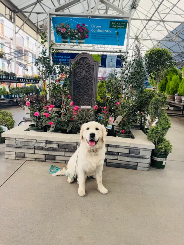 Finn, an 8-month-old English Cream Golden Retriever, improved obedience, recall, and house manners with Chantel in Murrieta, SC.