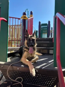 Forrest, a 1-year-old German Shepherd, improved obedience, focus, and public behavior with Elaine in Murrieta, CA.