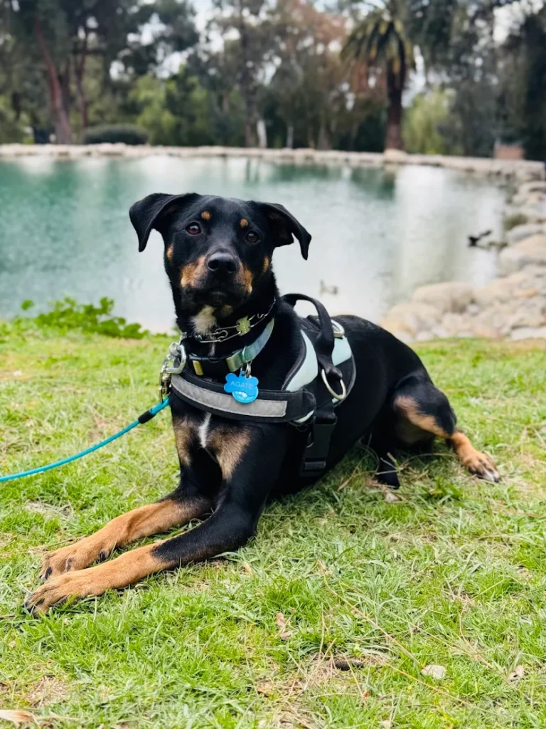 Agate, a rescue Labrador mix, improved reactivity, obedience, and confidence through training with Chantel Chavez in Murrieta, SC.