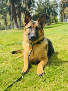 Bella working on obedience with trainer Chantel in Murrieta, CA